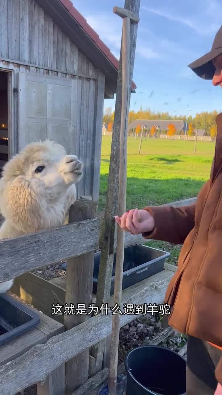 羊驼为什么会向人吐口水