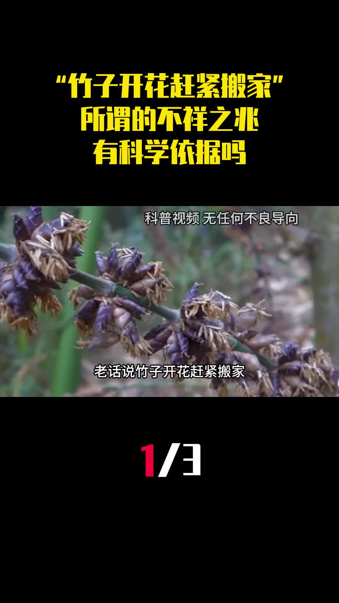 老话说竹子开花赶紧搬家所谓的不祥之兆有科学依据吗1
