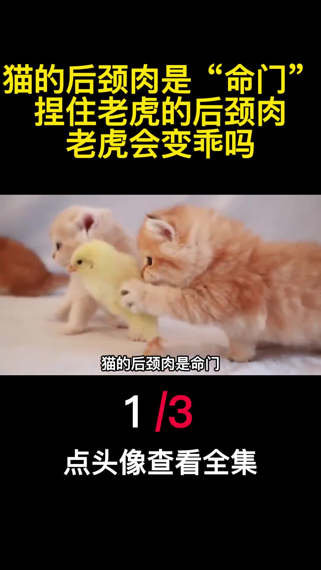 猫的后颈肉是命门捏住老虎的后颈肉老虎会变乖吗1