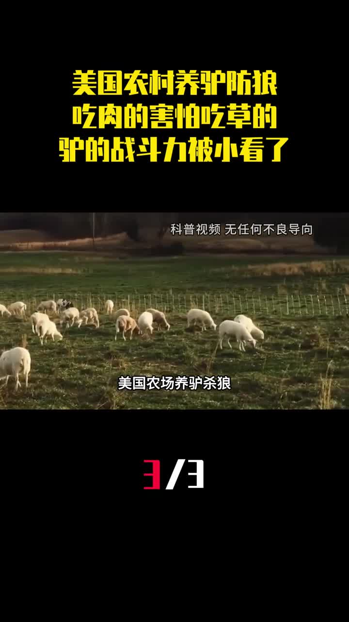 美国农村养驴防狼吃肉的害怕吃草的驴的战斗力被小看了3