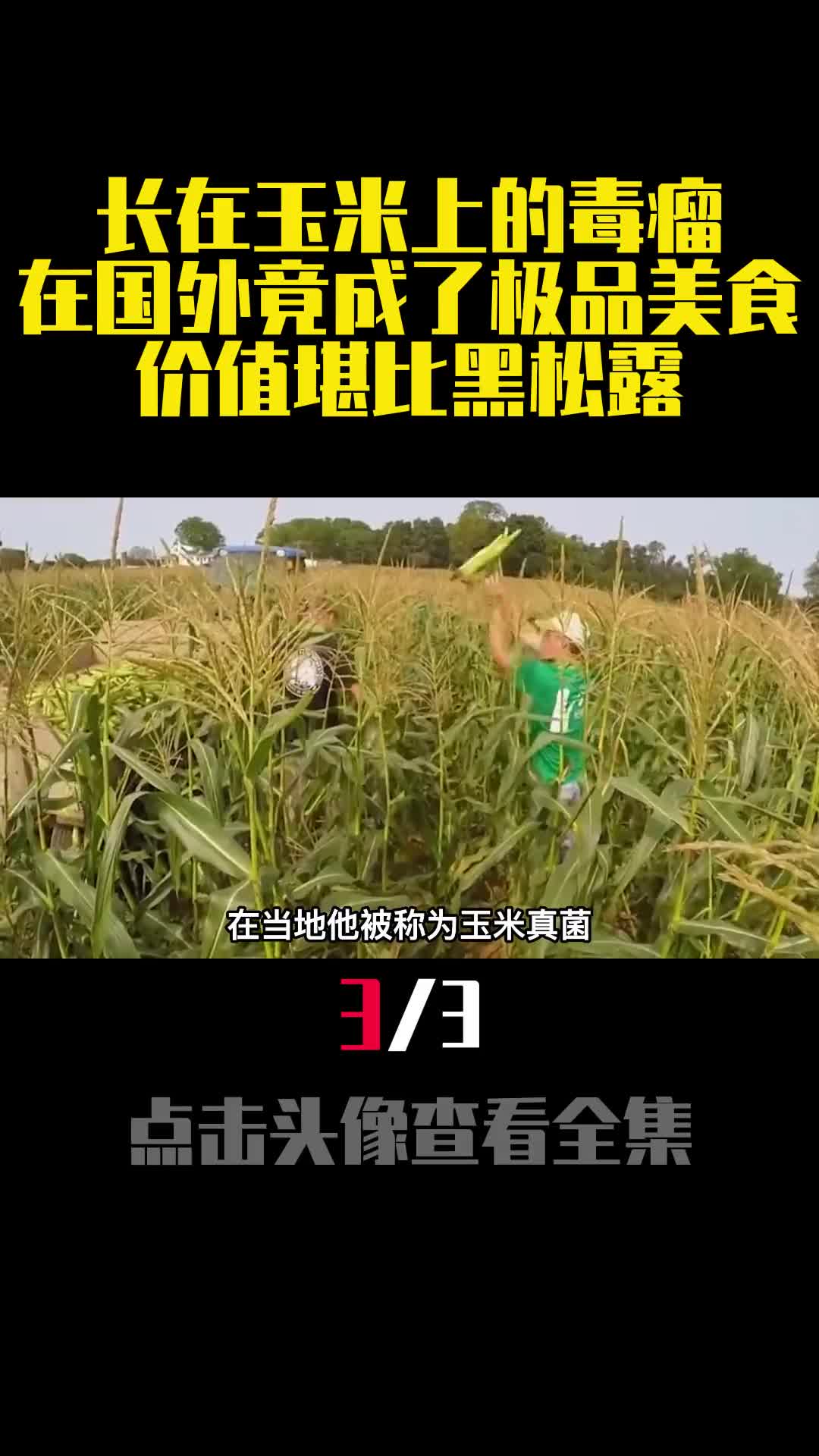 长在玉米上的毒瘤在国外竟成了极品美食价值堪比黑松露3
