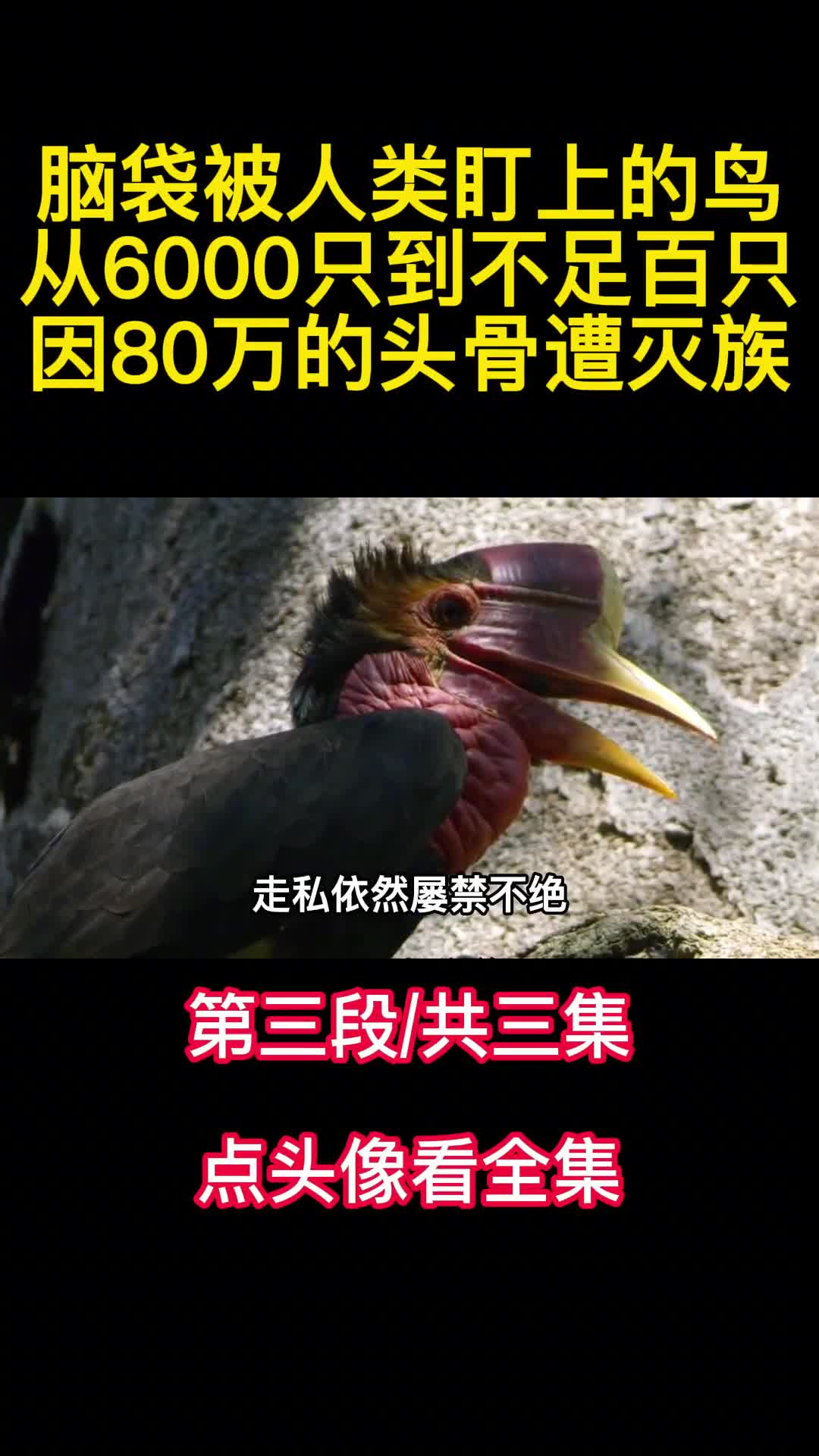 脑袋被人类盯上的鸟从6000只到不足百只因80万的头骨遭灭族3