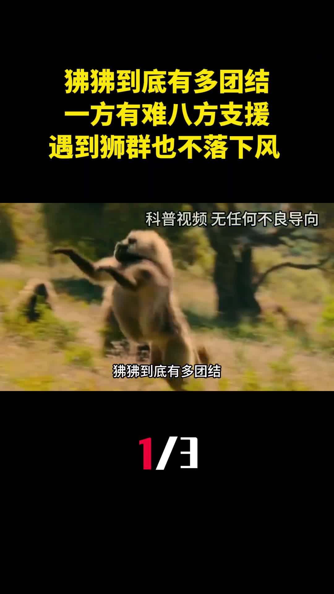 狒狒到底有多团结一方有难八方支援遇到狮群也毫不落下风1