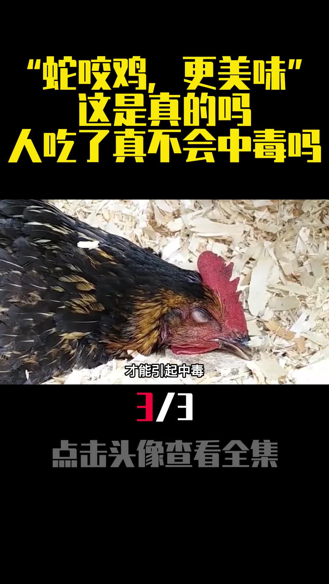 蛇咬鸡更美味这是真的吗人吃了真不会中毒吗3