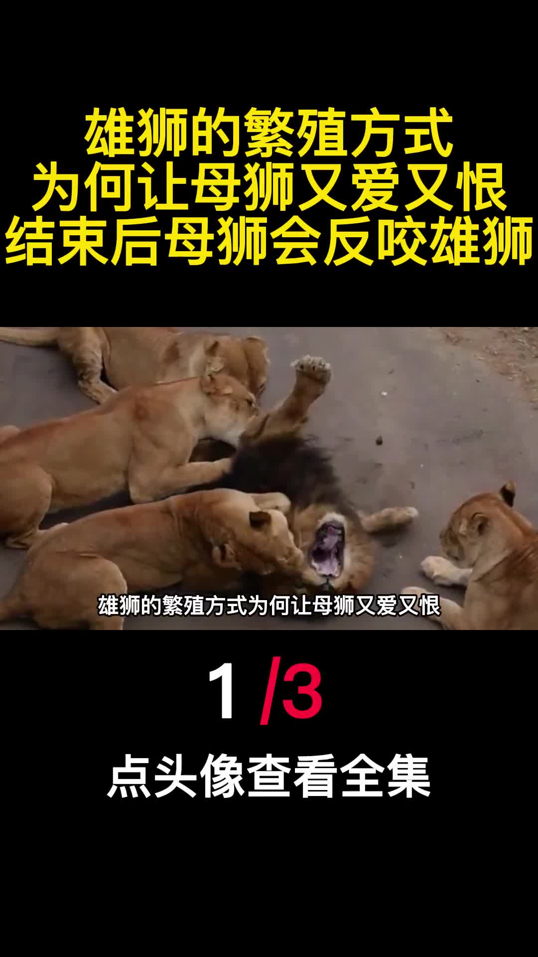 雄狮的繁殖方式为何让母狮又爱又恨结束后母狮会反咬雄狮1