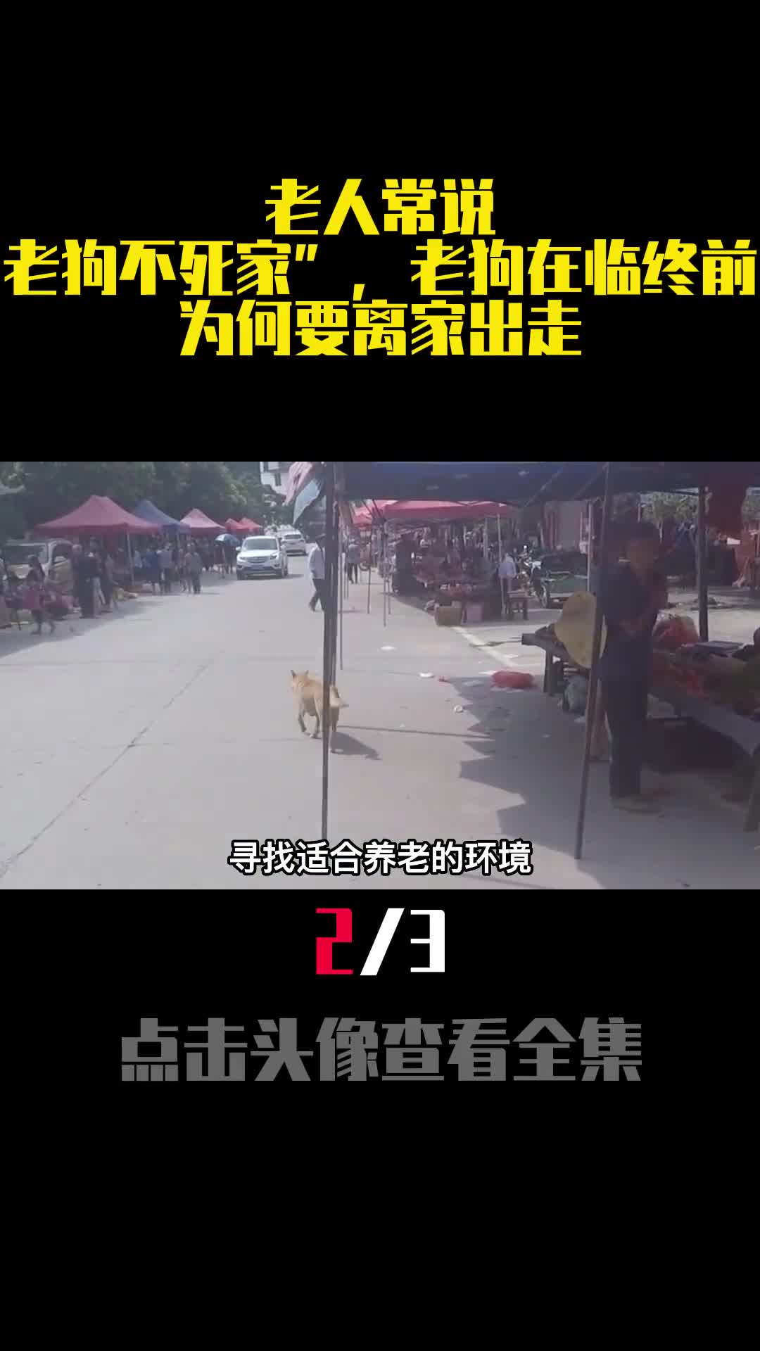 老人常说老狗不死家老狗在临终前为何要离家出走2