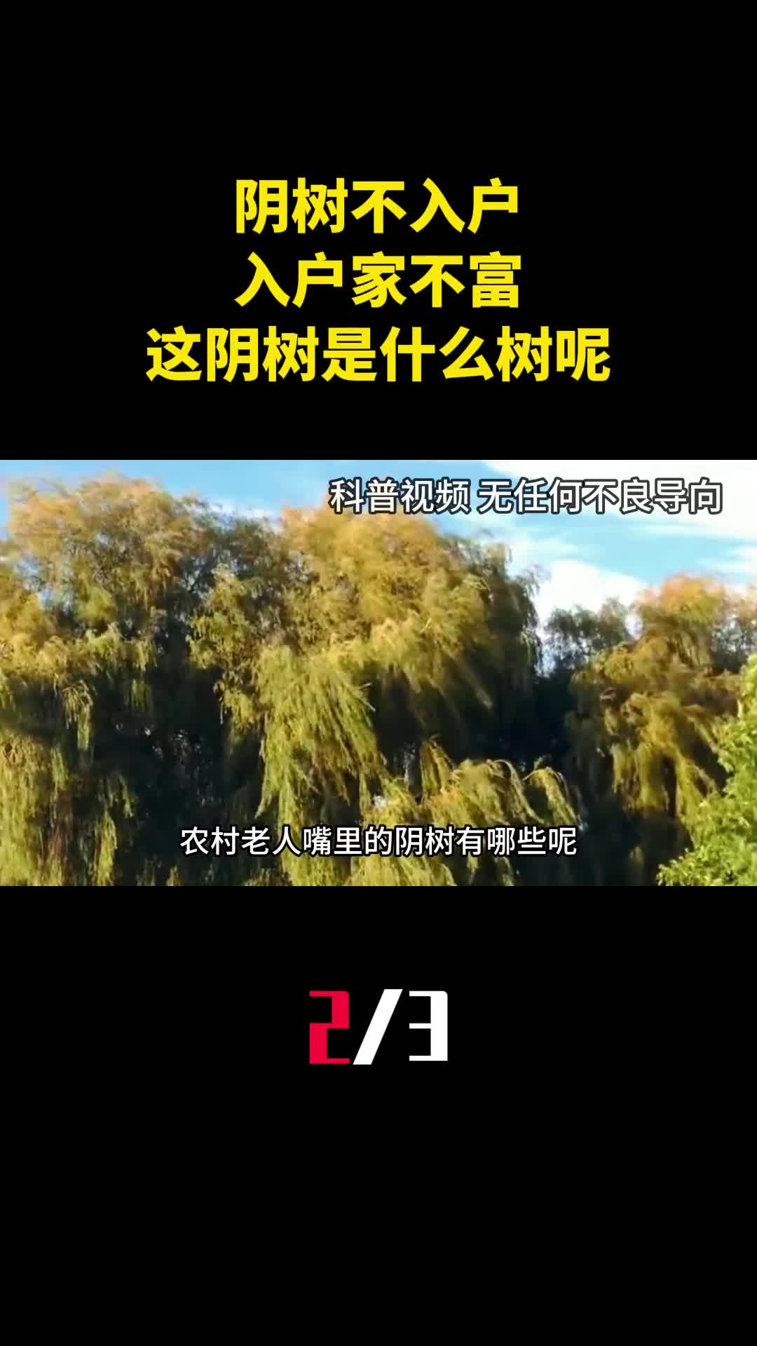 阴树不入户入户家不富这阴树是什么树呢看看你家有没有2