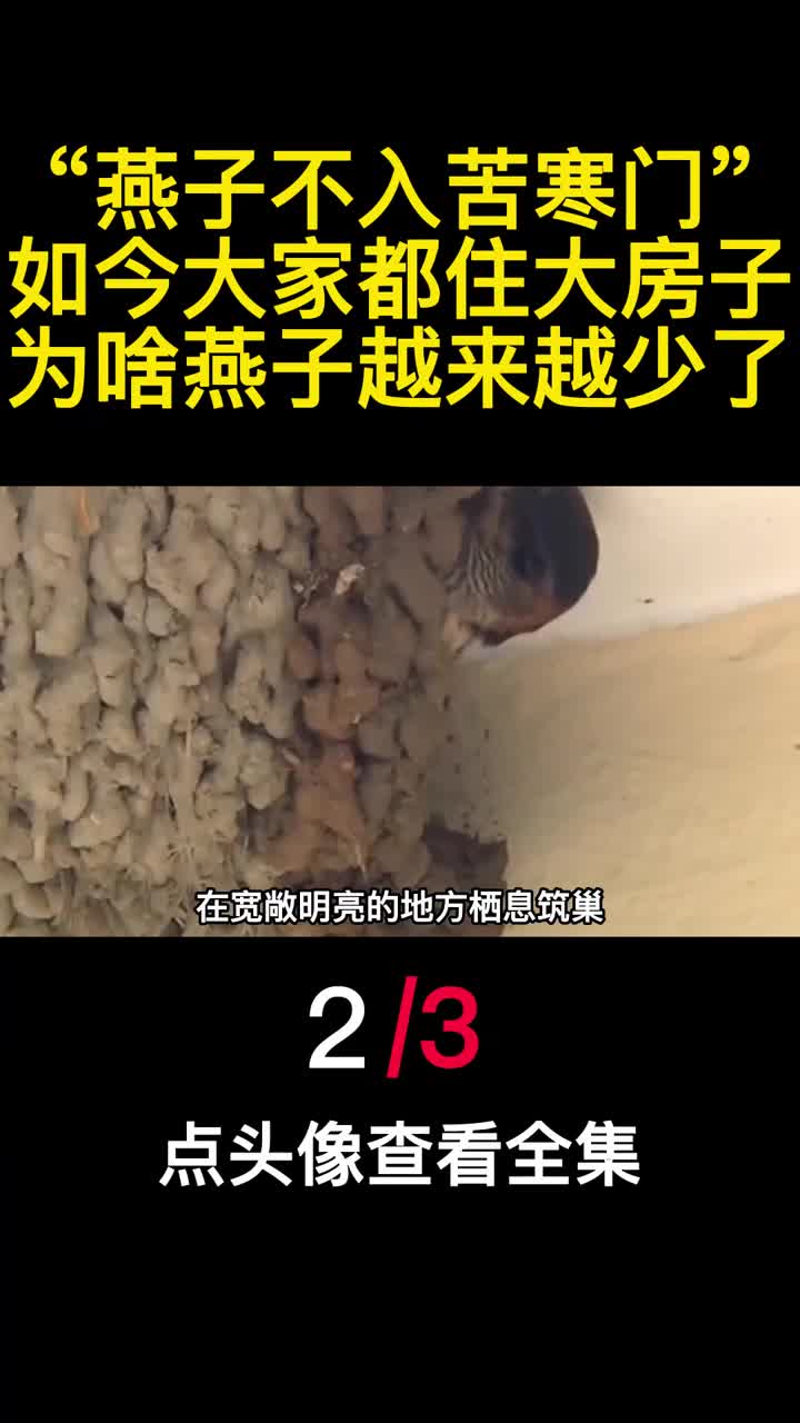 燕子不入苦寒门如今大家都住大房子为啥燕子越来越少了2