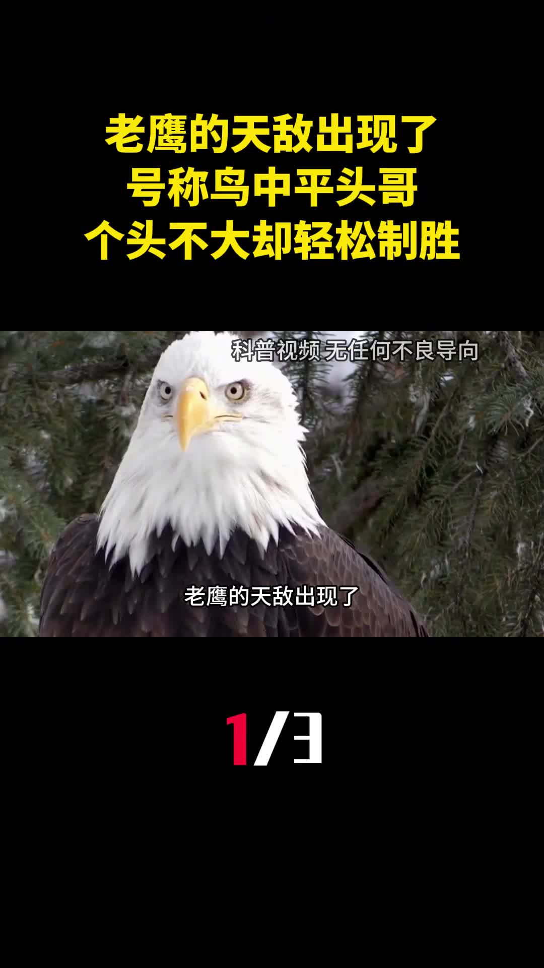 老鹰的天敌出现了号称鸟中平头哥个头不大却能轻松制胜1