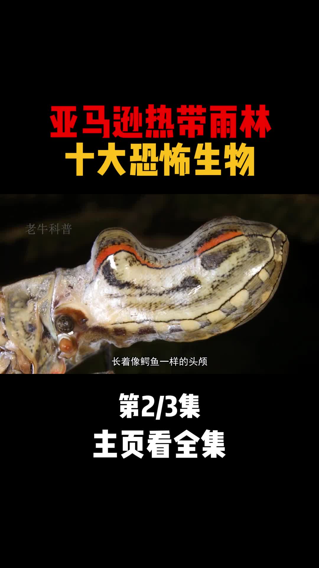 亚马逊雨林十大恐怖生物箭毒蛙排第九第二名令所有男人坦之色变