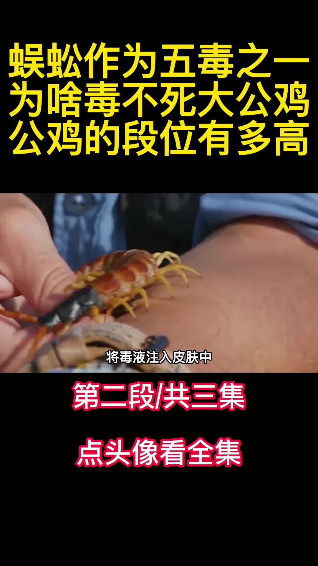 蜈蚣作为五毒之一为啥毒不死大公鸡公鸡的段位有多高2