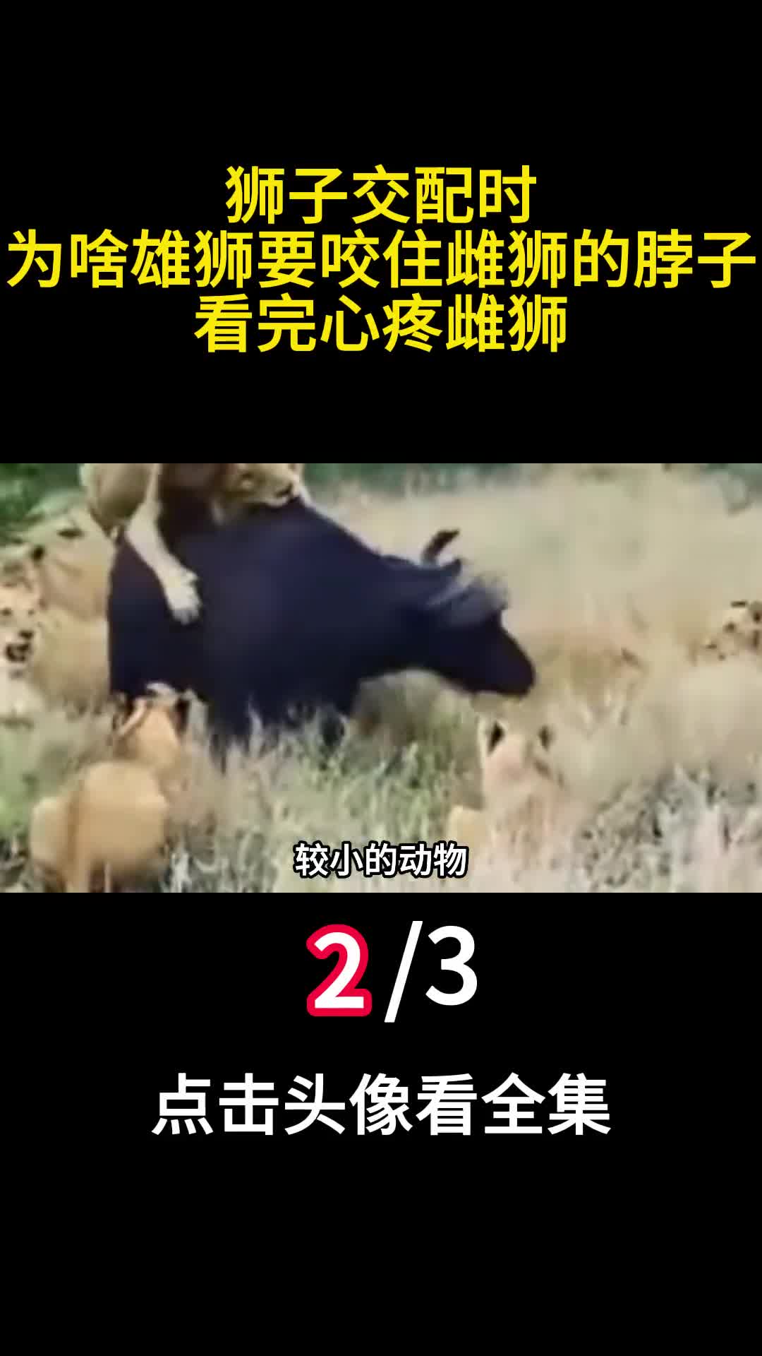 狮子为啥不吃大猩猩难道是打不过大猩猩的战斗力究竟有多强2