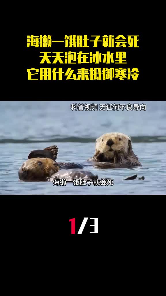 海獭一饿肚子就会死天天泡在冰水里它用什么来抵御寒冷1