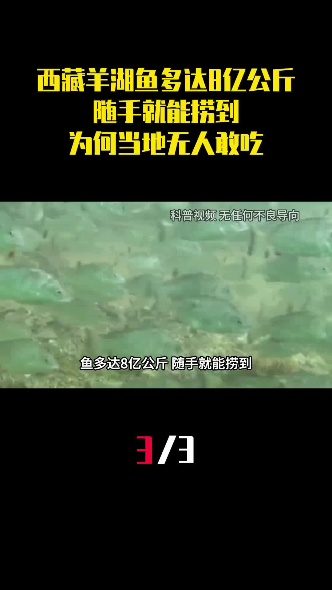 西藏羊卓雍措鱼多达8亿公斤随手就能捞到为何当地无人敢吃3