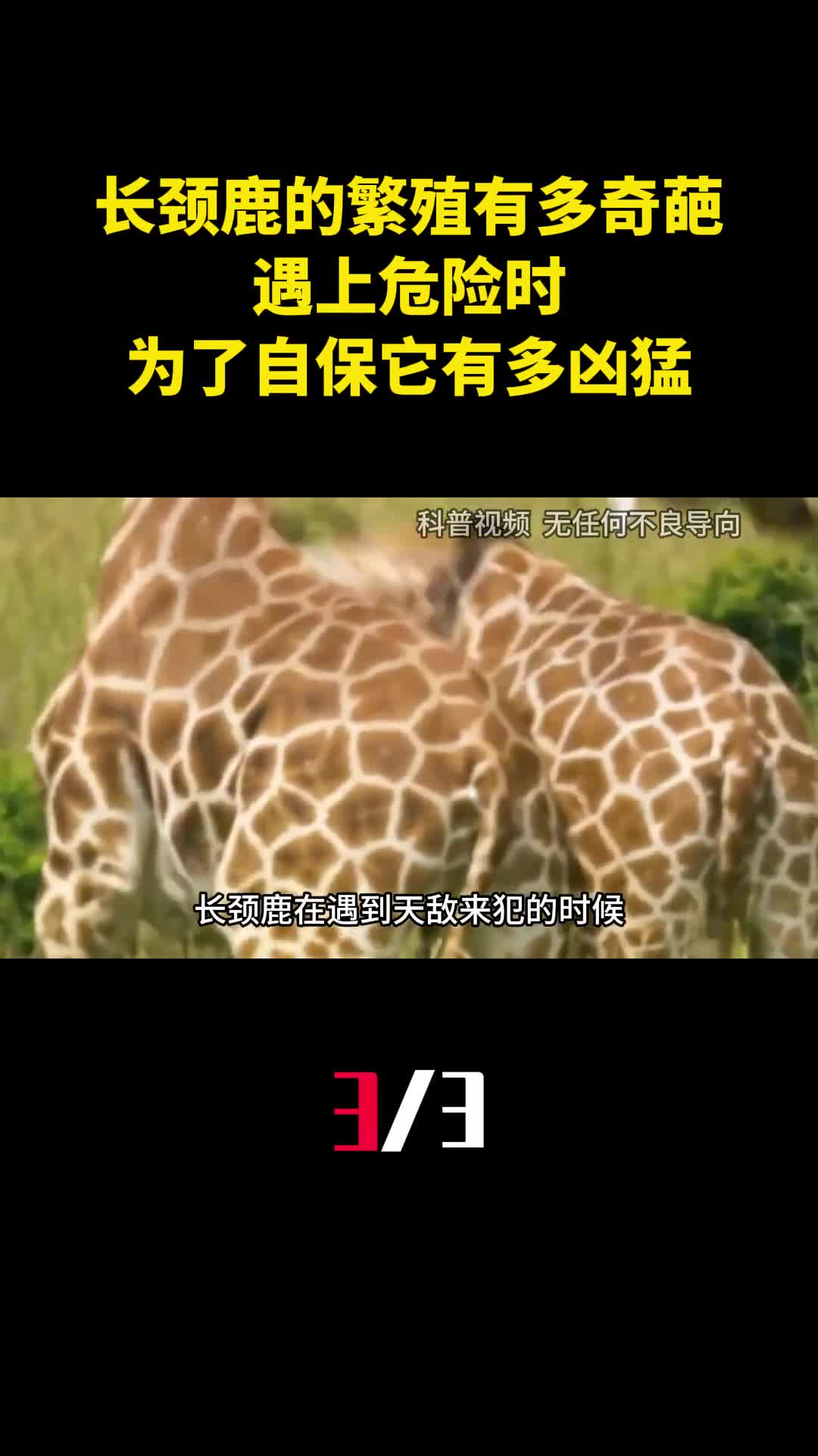 长颈鹿的繁殖过程有多奇葩遇上危险时为了自保它有多凶猛3