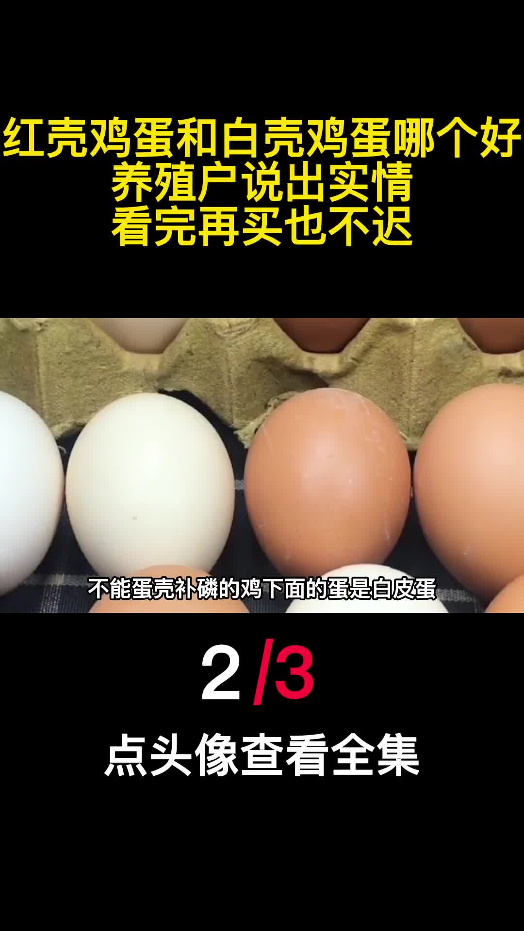 红壳鸡蛋和白壳鸡蛋哪个好养殖户说出实情看完再买也不迟2