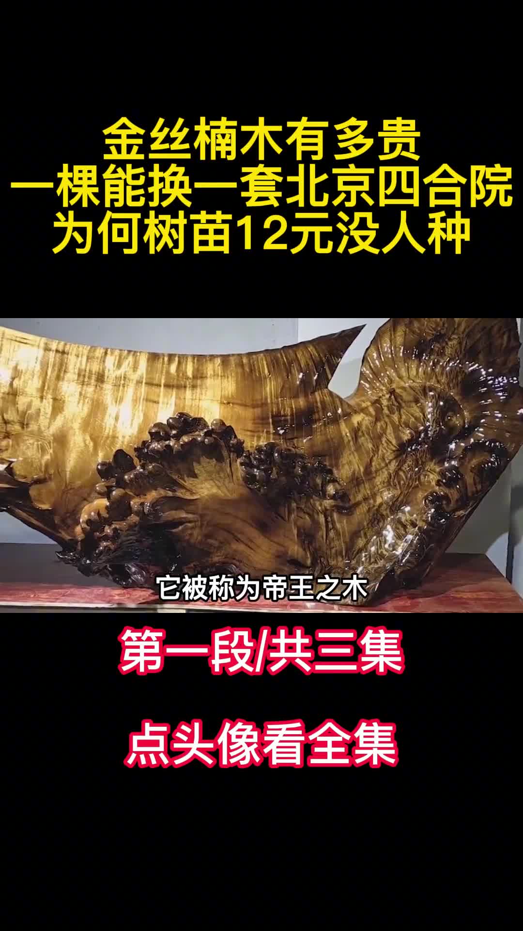 金丝楠木有多贵一棵能换一套北京四合院为何树苗12元没人种1