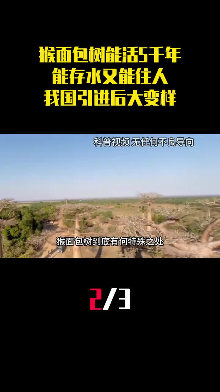 猴面包树能活5千年能存水又能住人我国引进后为什么大变样2