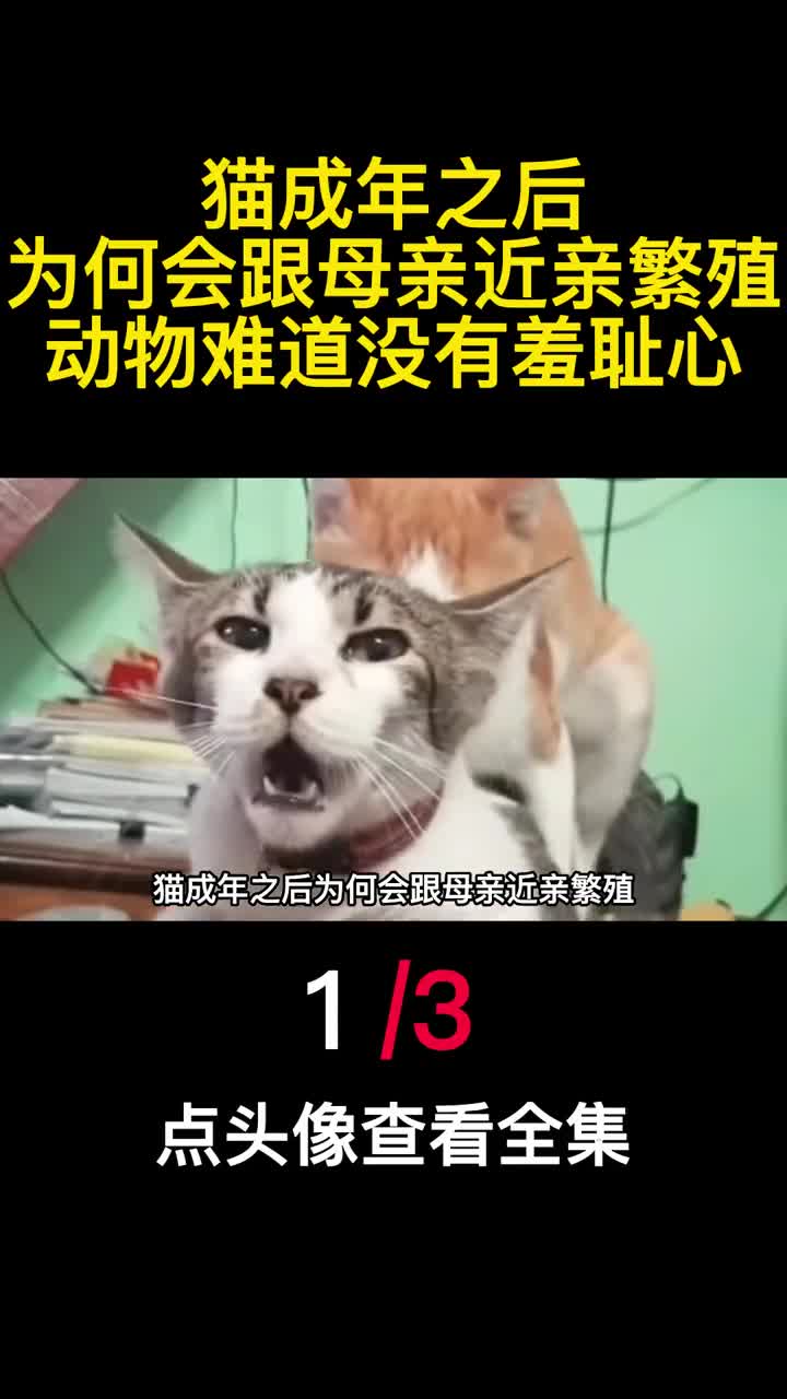 猫成年之后为何会跟母亲近亲繁殖动物难道没有羞耻心1