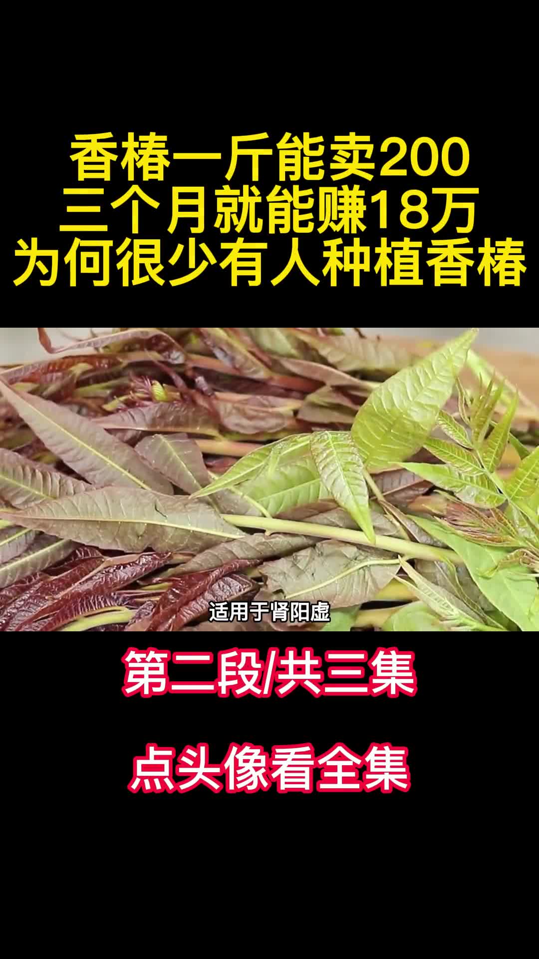 香椿一斤能卖200三个月就能赚18万为何很少有人种植香椿2
