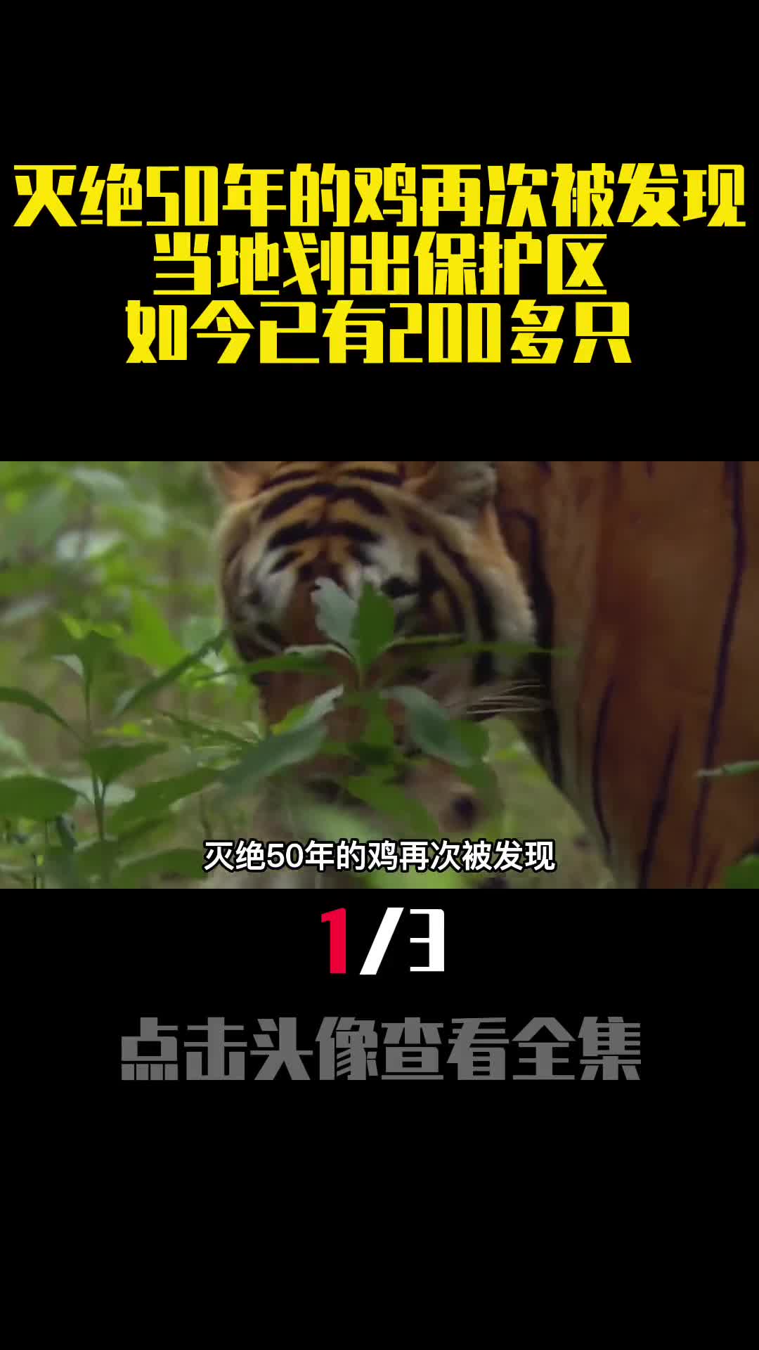 灭绝50年的鸡再次被发现当地划出保护区如今已有200多只1