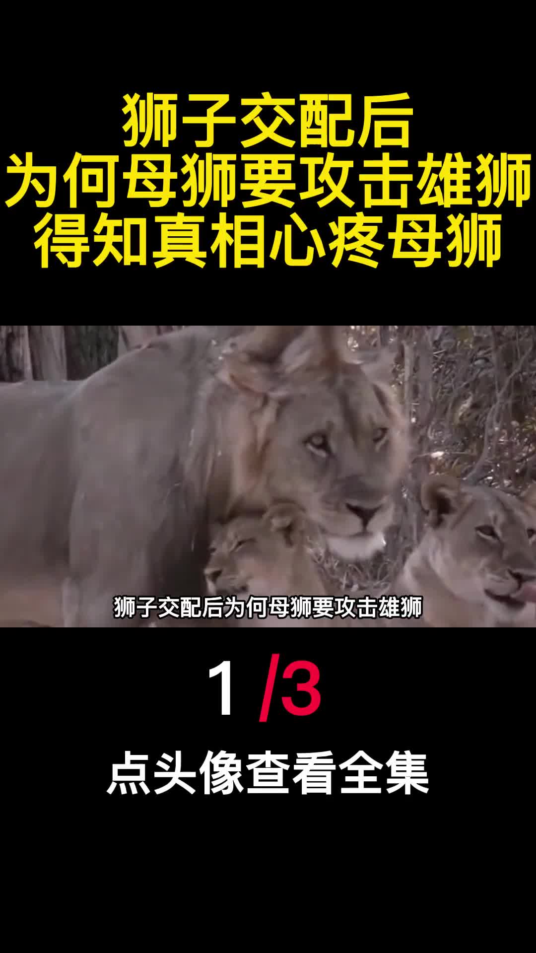 狮子交配后为何母狮要攻击雄狮得知真相心疼母狮1