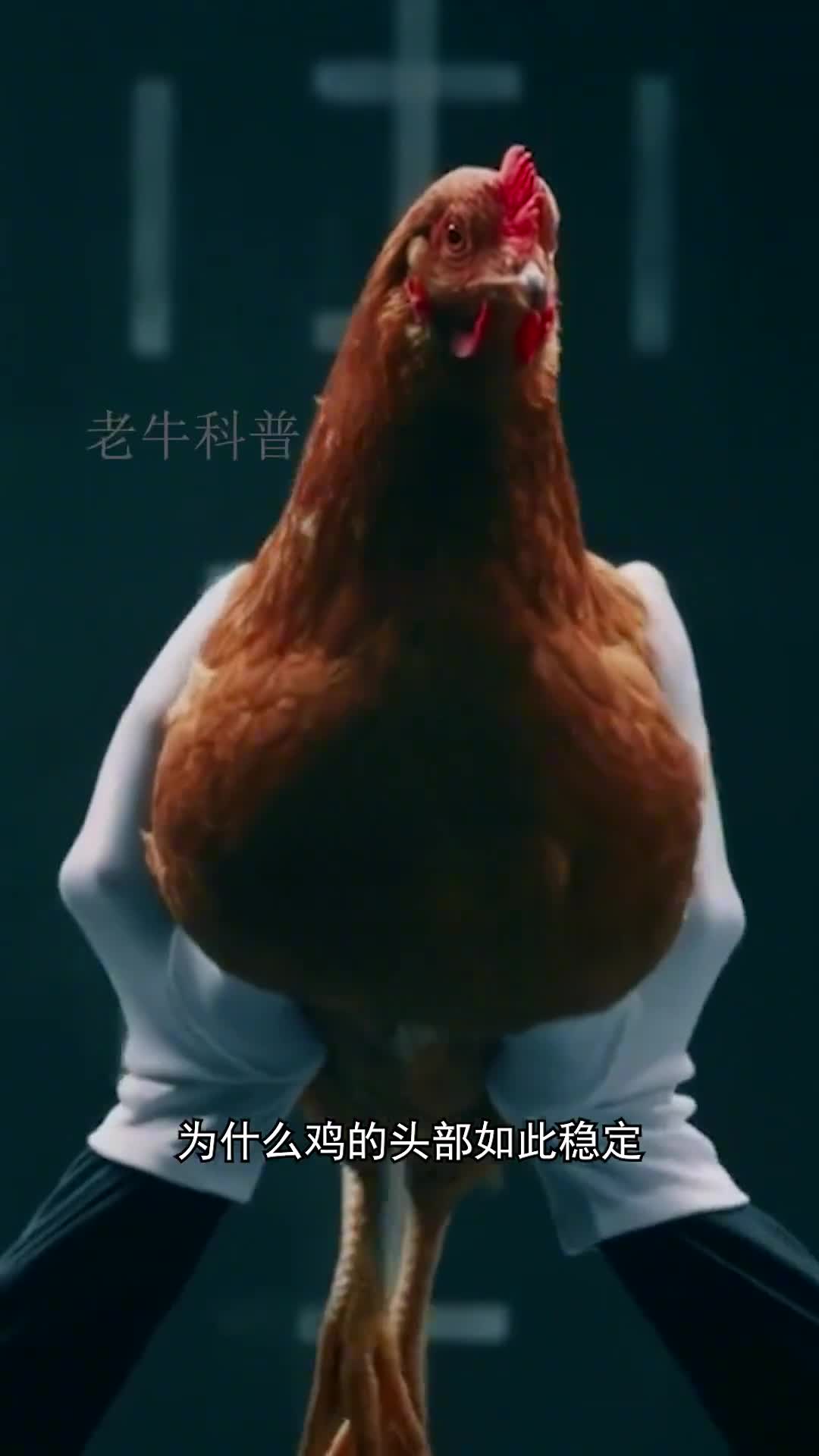 为什么鸡的头如此稳定