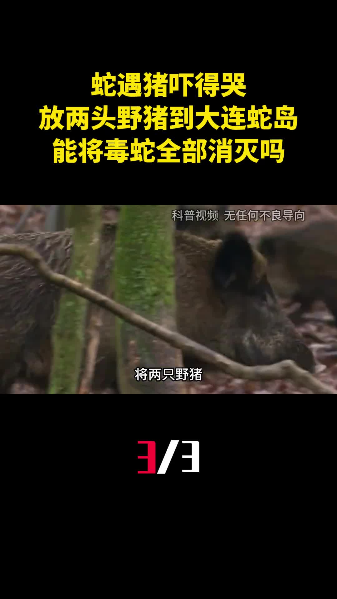 蛇遇猪吓得哭放两头野猪到大连蛇岛能将毒蛇全部消灭吗3
