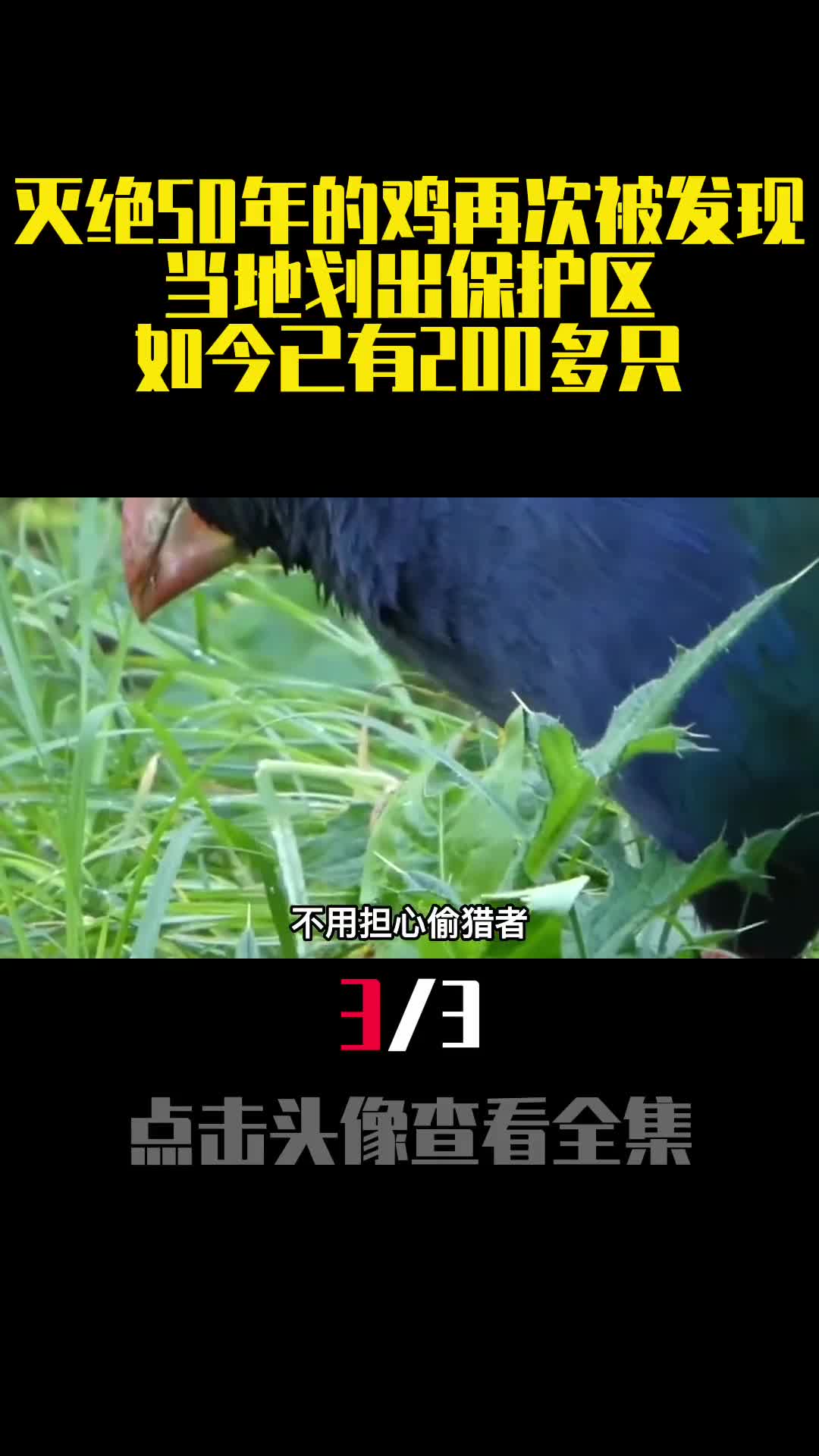 灭绝50年的鸡再次被发现当地划出保护区如今已有200多只3