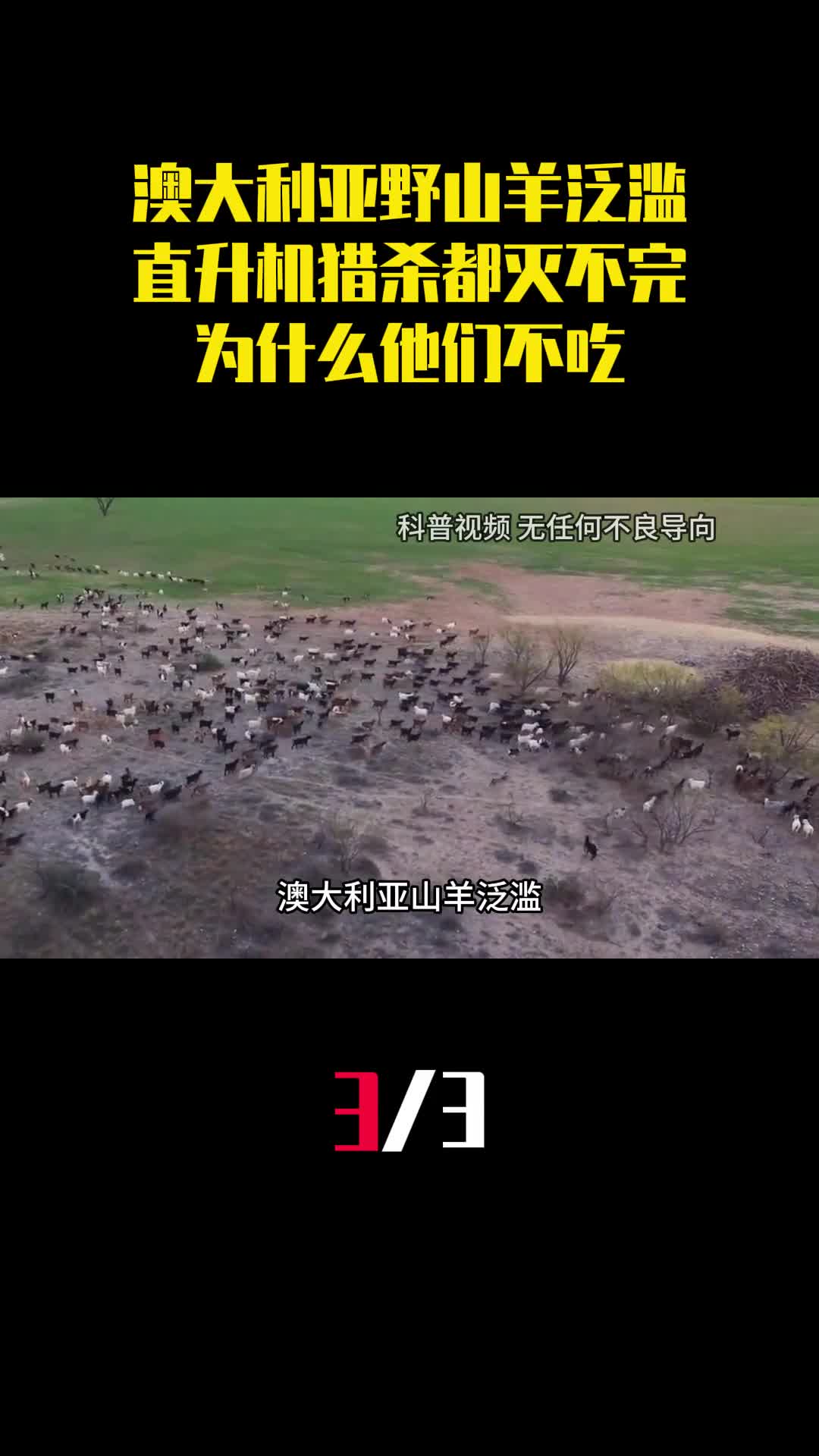 澳大利亚野山羊泛滥用直升机猎杀都灭不完为什么他们不吃3