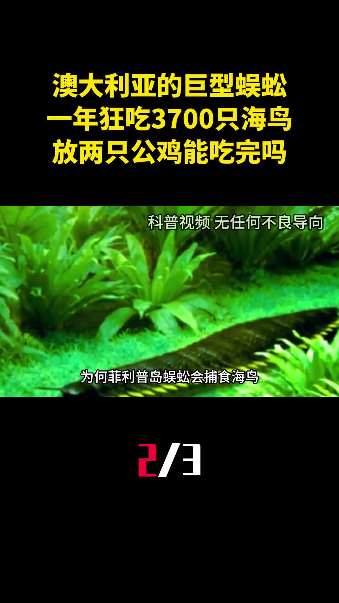澳大利亚的巨型蜈蚣一年狂吃3700只海鸟放两只公鸡能吃完吗2