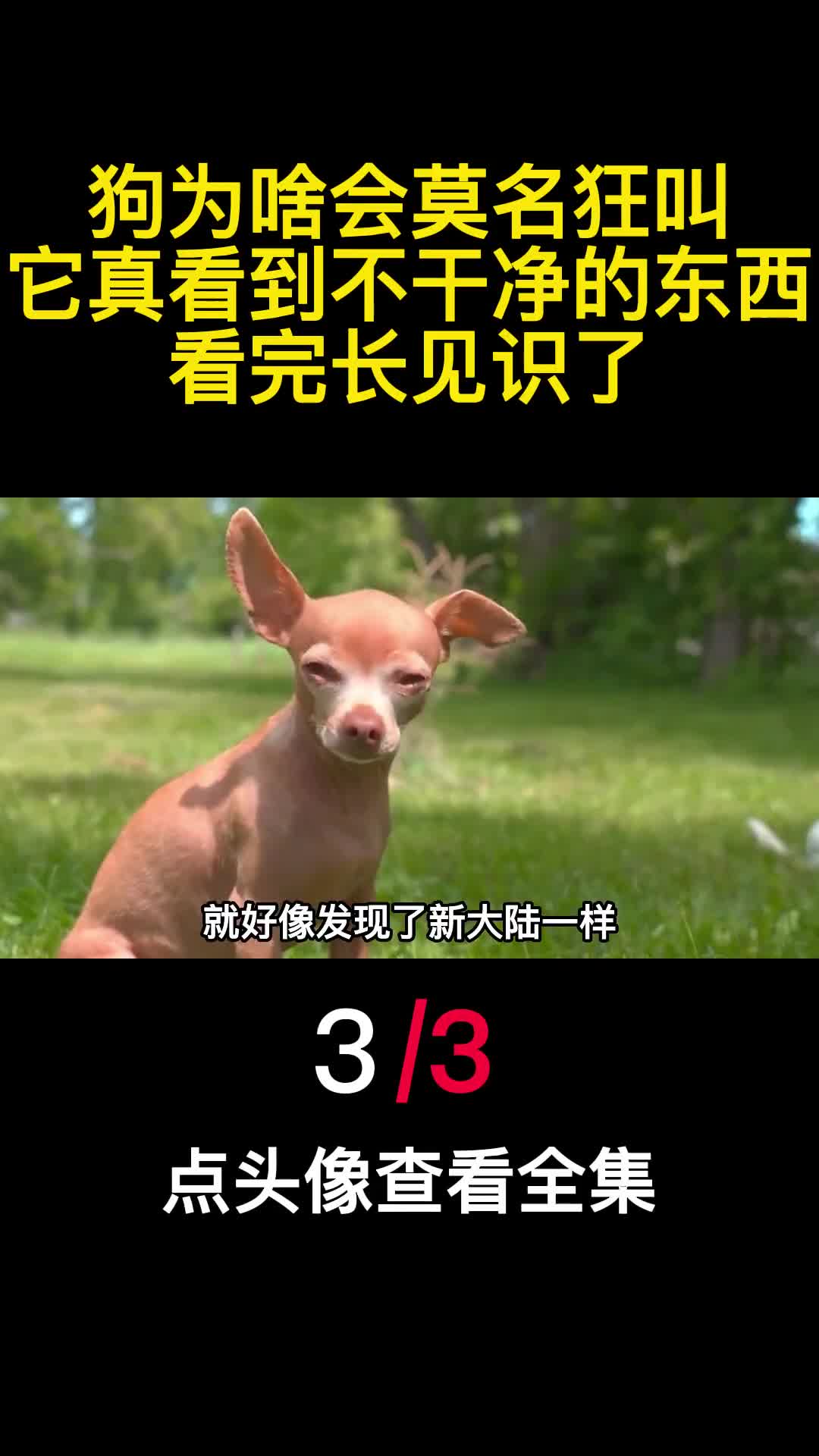 狗为啥会莫名狂叫它真看到不干净的东西看完长见识了3