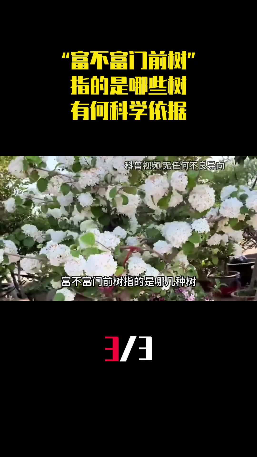 老话说富不富门前树指的是哪些树有何科学依据3