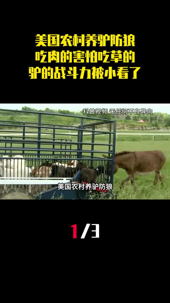美国农村养驴防狼吃肉的害怕吃草的驴的战斗力被小看了1
