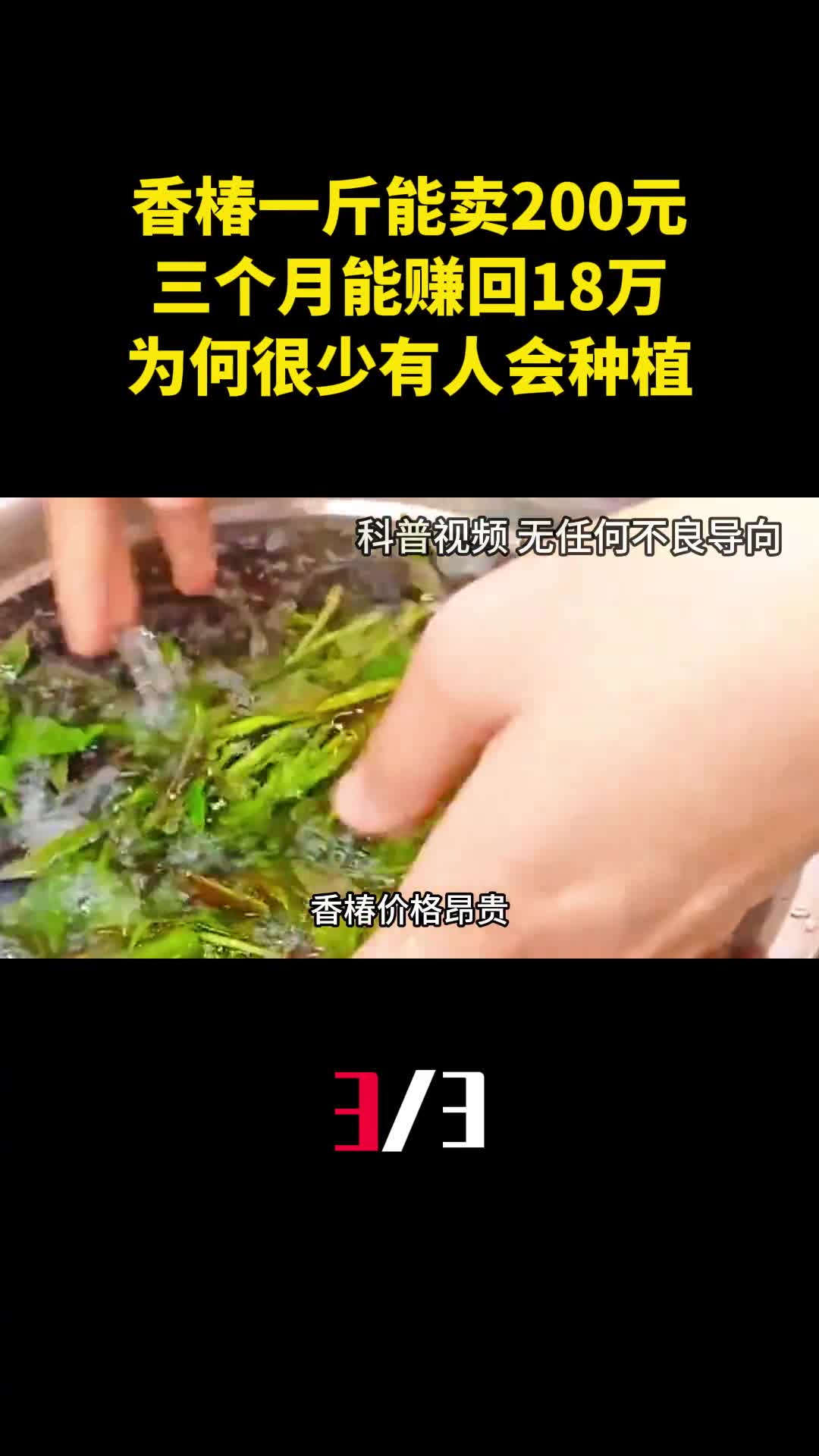 香椿一斤能卖200元三个月能赚回18万为何很少有人会种植3