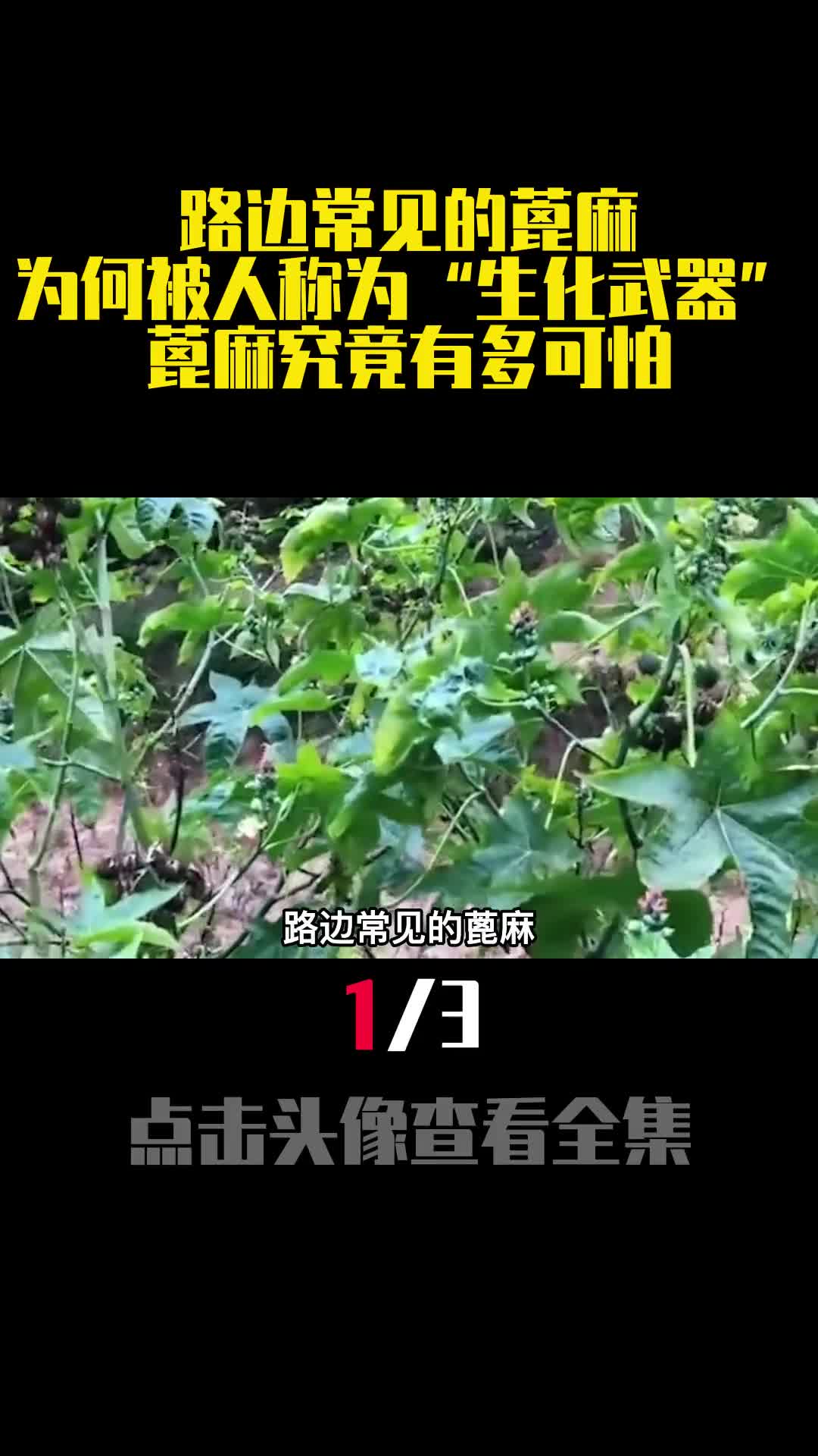 路边常见的蓖麻为何被人称为生化武器蓖麻究竟有多可怕1