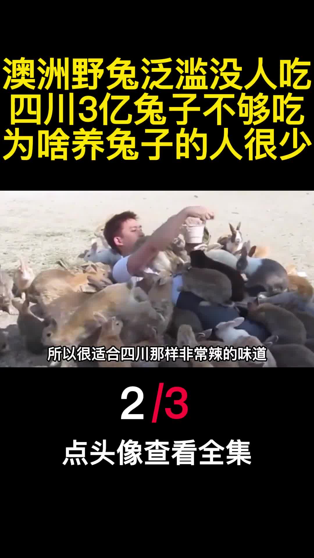 澳洲野兔泛滥没人吃四川3亿兔子不够吃为啥养兔子的人很少2