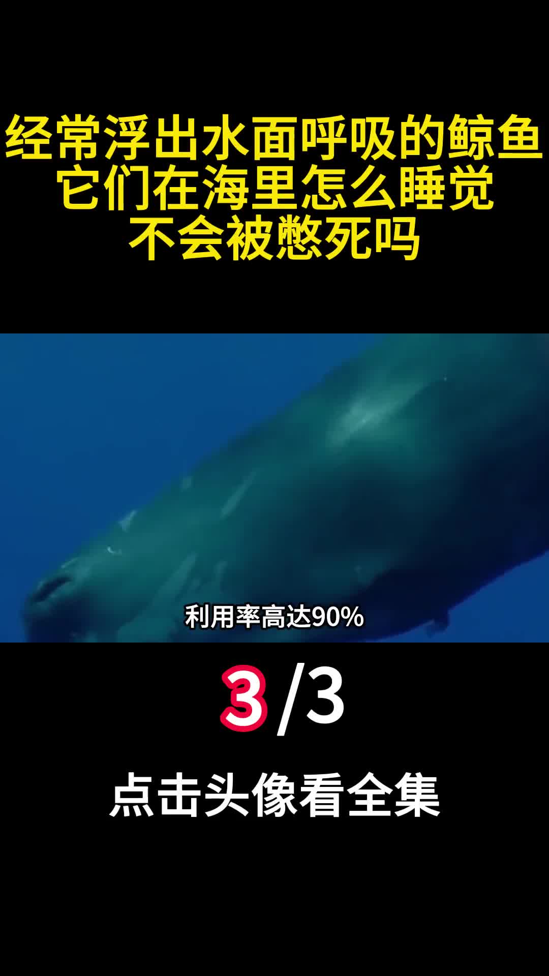 经常浮出水面呼吸的鲸鱼它们在海里怎么睡觉不会被憋死吗3
