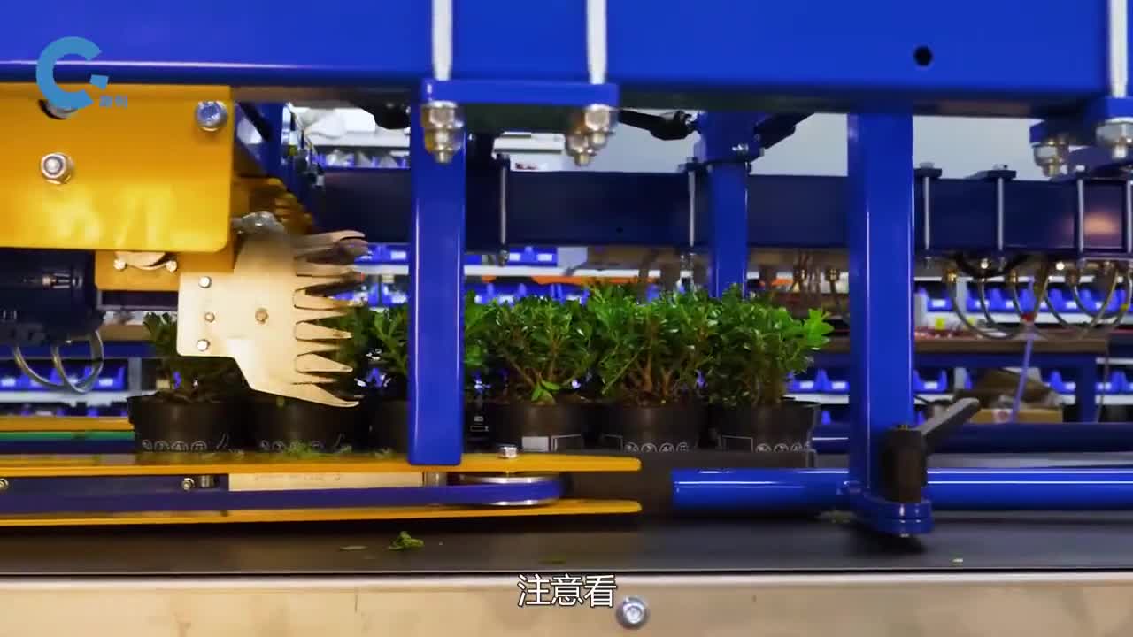 不可思议的修剪托盘盆栽像排着队剪头发一样