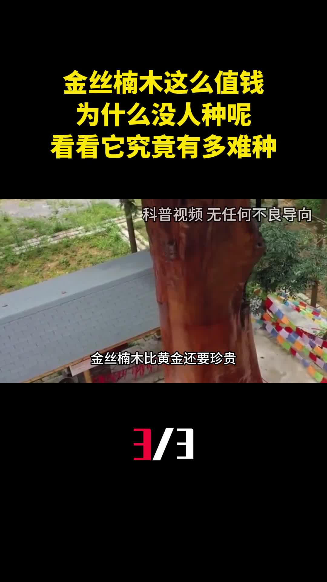 金丝楠木这么值钱为什么没人种呢看看它究竟有多难种3