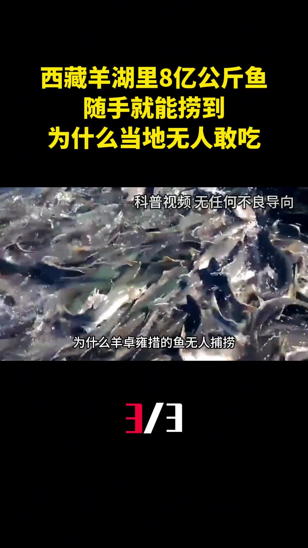 西藏羊湖里8亿公斤鱼随手就能捞到为什么当地无人敢吃3