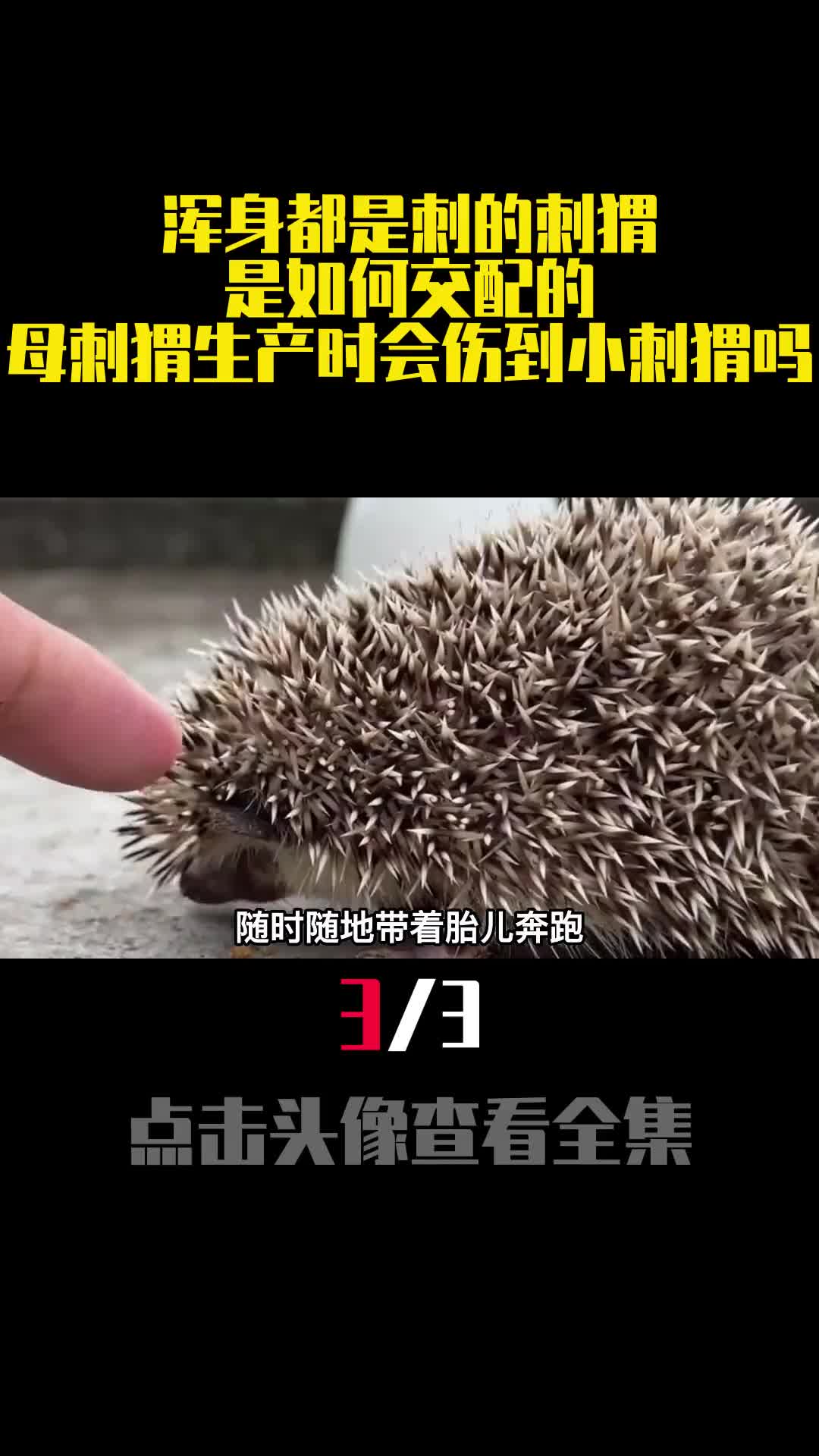 浑身都是刺的刺猬是如何交配的母刺猬生产时会伤到小刺猬吗3