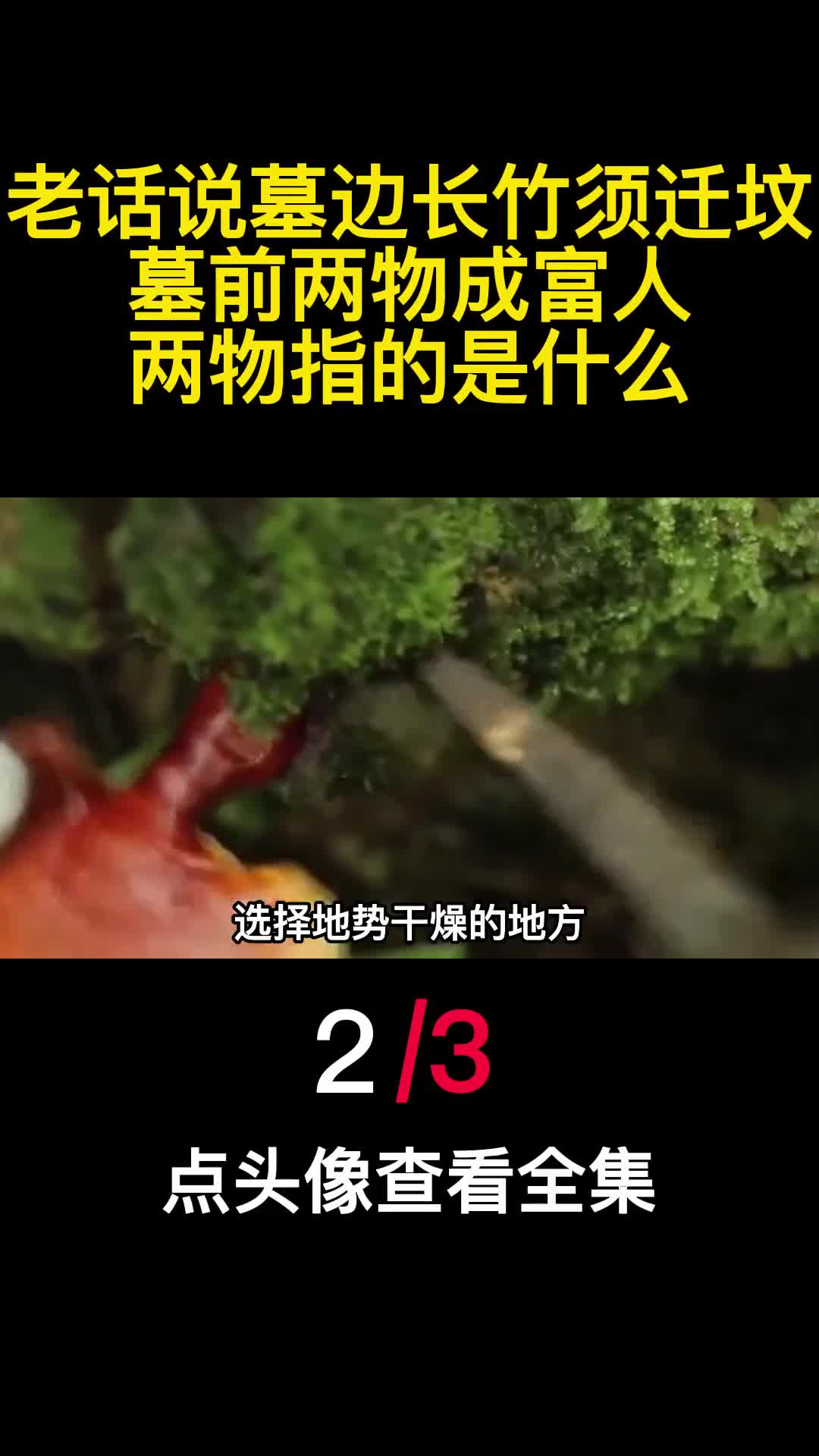 老话说墓边长竹须迁坟墓前两物成富人两物指的是什么2
