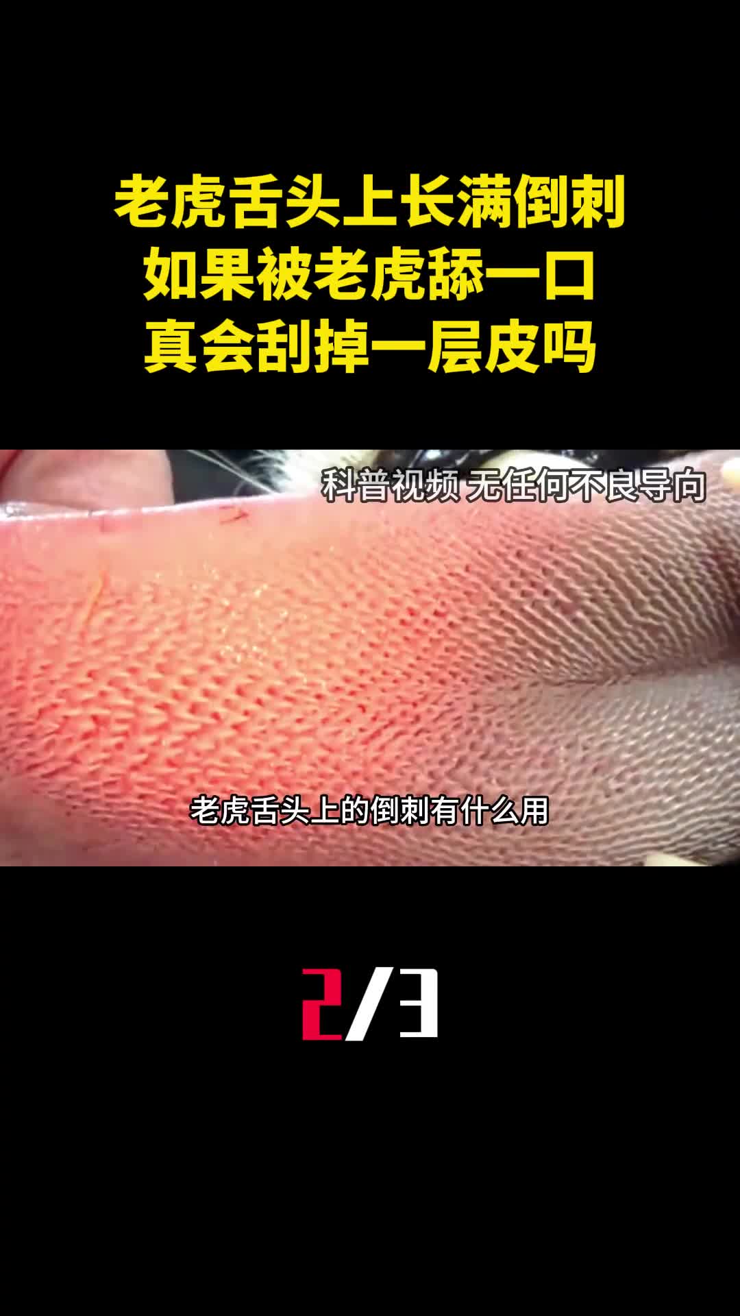 老虎舌头上长满倒刺如果被老虎舔一口真会刮掉一层皮吗2
