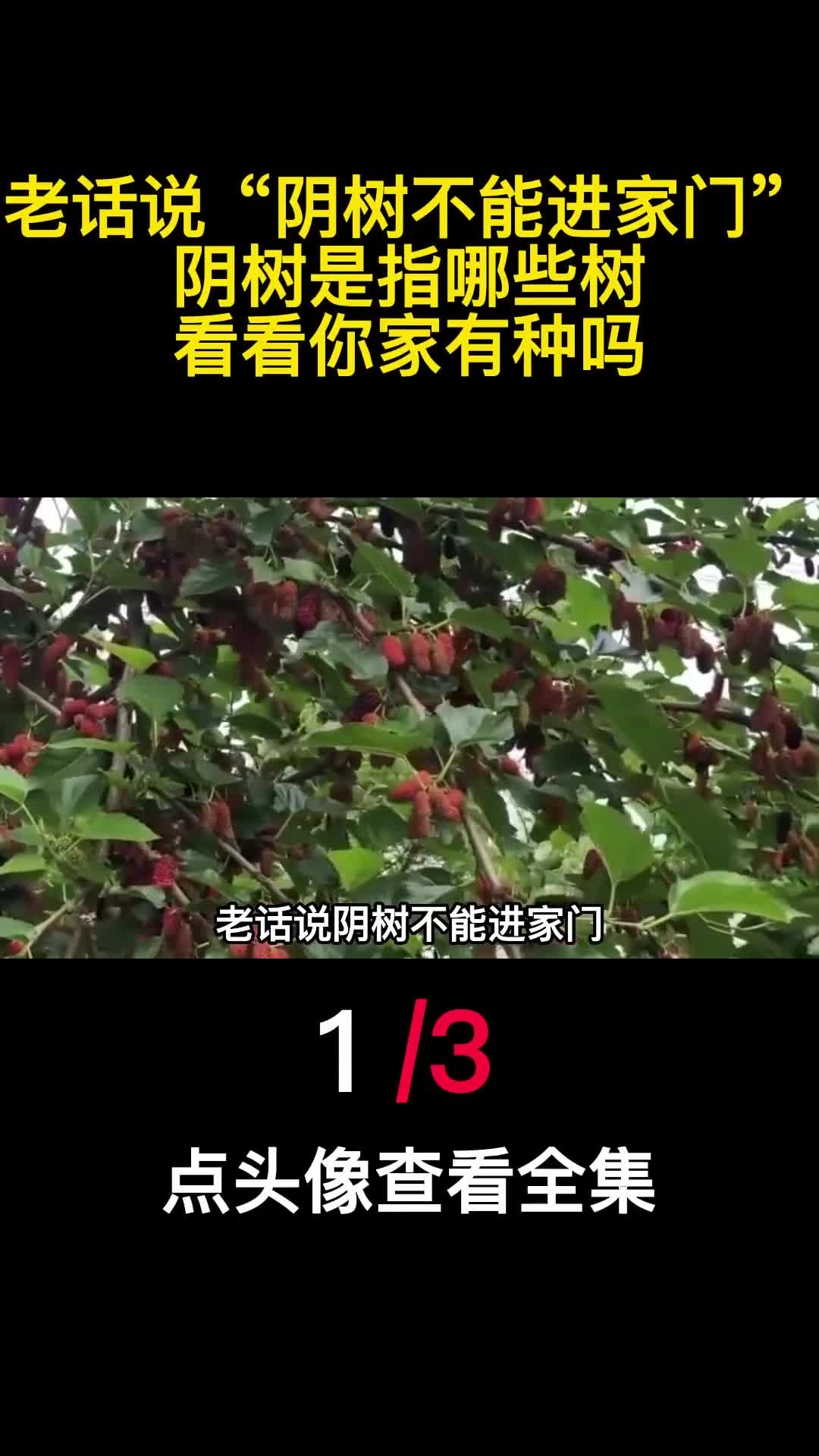 老话说阴树不能进家门阴树是指哪些树看看你家有种吗1