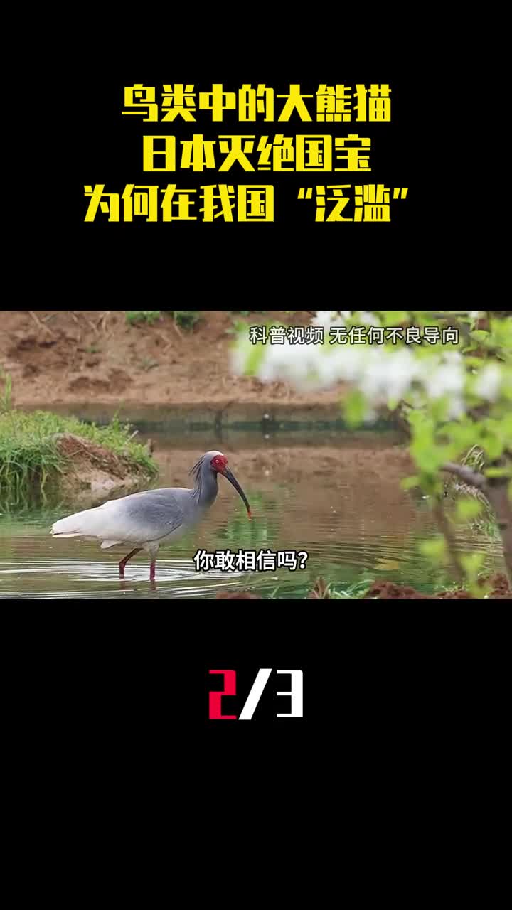 鸟类中的大熊猫日本灭绝国宝为何在我国山沟沟泛滥2