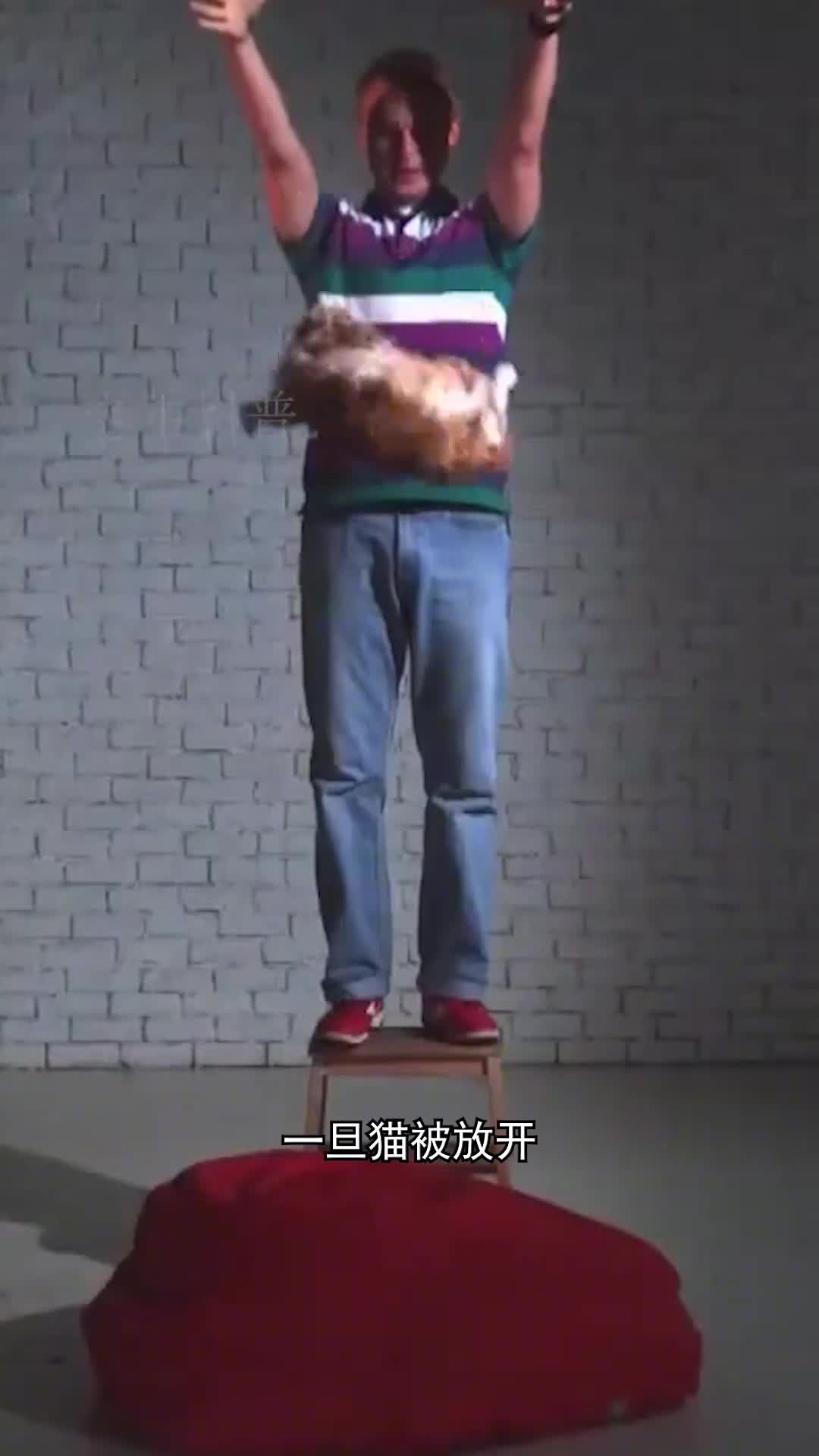 猫咪在空中翻转违反牛顿定律吗