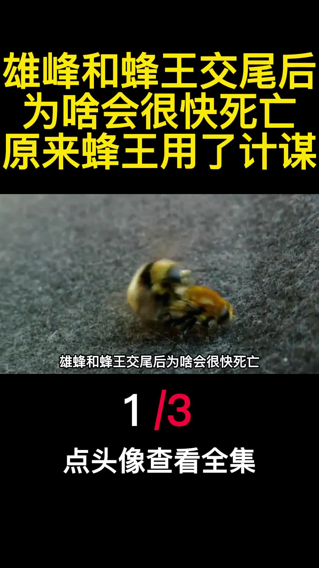 雄峰和蜂王交尾后为啥会很快死亡原来蜂王用了计谋1
