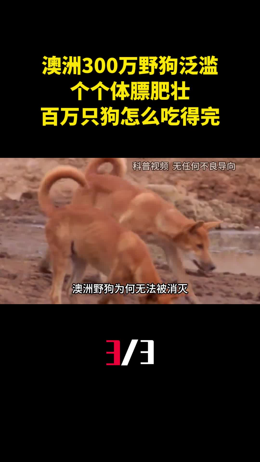 澳洲300万野狗泛滥成灾个个体膘肥壮百万只狗怎么吃得完3