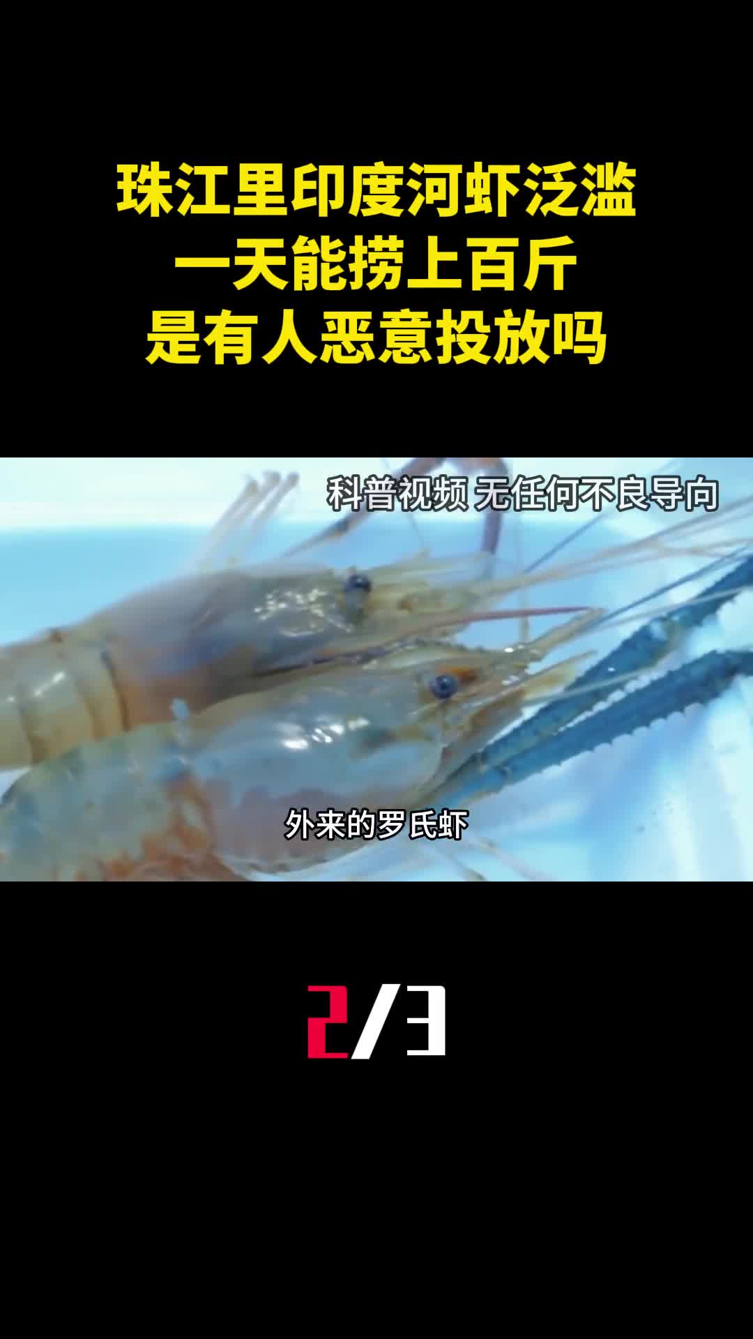 珠江里印度河虾泛滥一天能捞上百斤是有人恶意投放吗2